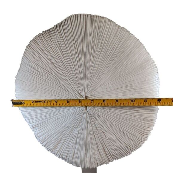 Large 12" Mushroom Coral Real Display Piece n Acrylic Base Beach Nautical Decor - Picture 4 of 7